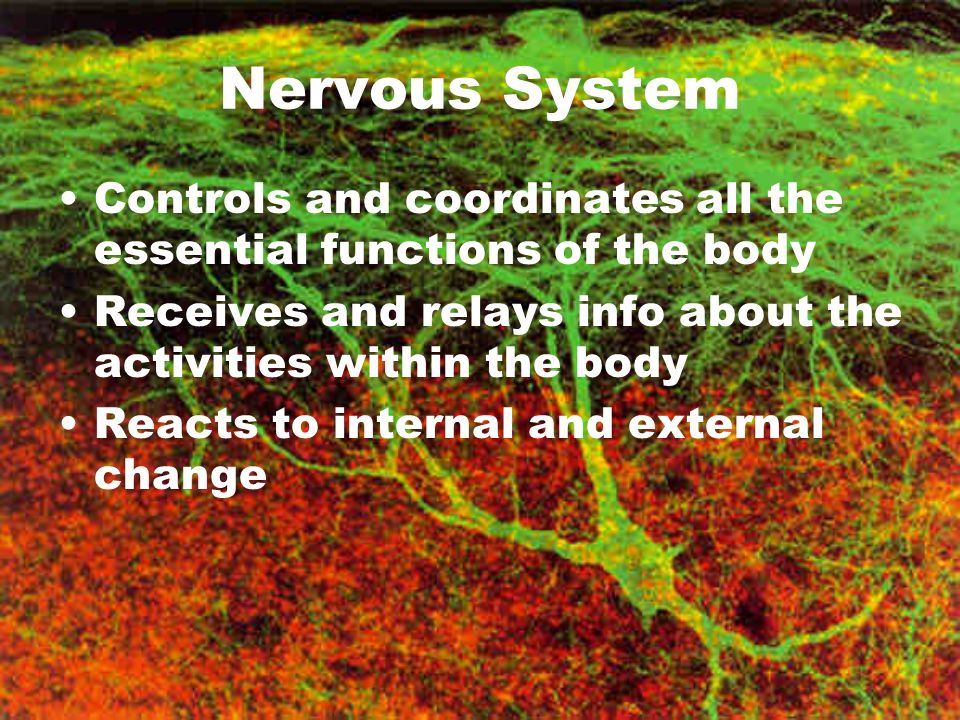 Nervous System Controls and coordinates all the essential functions of the body Receives and relays info about the activities within the body Reacts to internal and external change