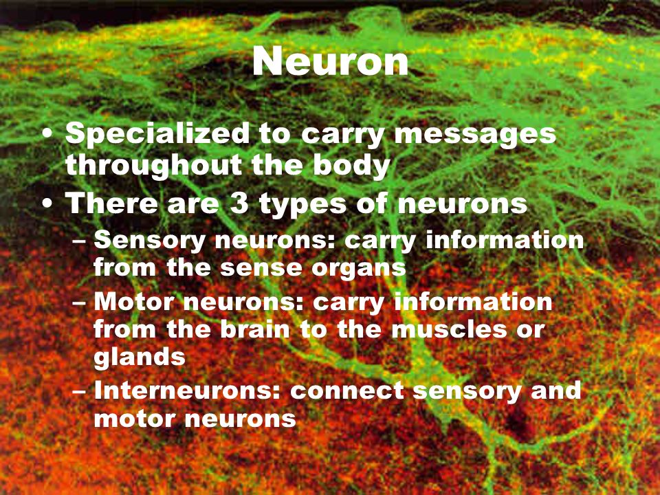 Neuron Specialized to carry messages throughout the body There are 3 types of neurons –Sensory neurons: carry information from the sense organs –Motor neurons: carry information from the brain to the muscles or glands –Interneurons: connect sensory and motor neurons