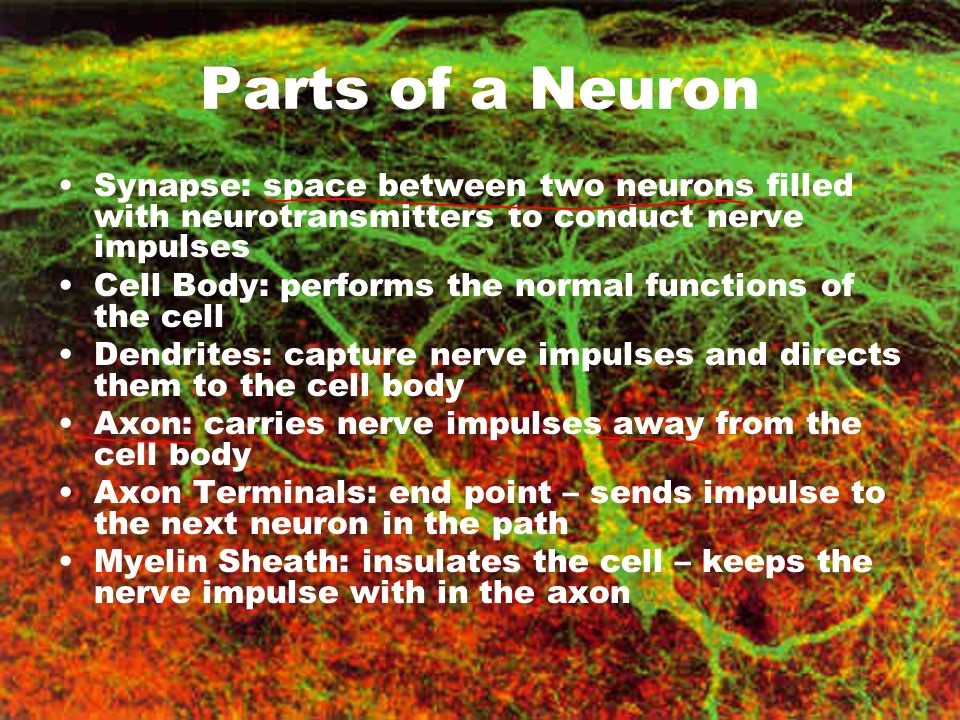 Parts of a Neuron Synapse: space between two neurons filled with neurotransmitters to conduct nerve impulses Cell Body: performs the normal functions of the cell Dendrites: capture nerve impulses and directs them to the cell body Axon: carries nerve impulses away from the cell body Axon Terminals: end point – sends impulse to the next neuron in the path Myelin Sheath: insulates the cell – keeps the nerve impulse with in the axon