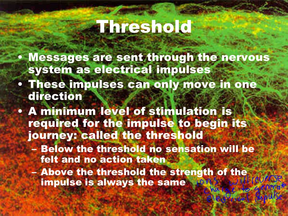 Threshold Messages are sent through the nervous system as electrical impulses These impulses can only move in one direction A minimum level of stimulation is required for the impulse to begin its journey: called the threshold –Below the threshold no sensation will be felt and no action taken –Above the threshold the strength of the impulse is always the same