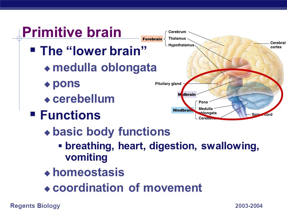 Regents Biology Human brain