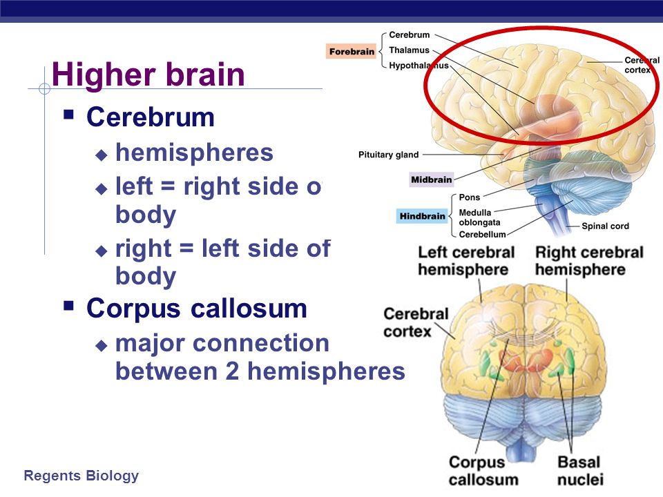 Regents Biology Primitive brain  The lower brain  medulla oblongata  pons  cerebellum  Functions  basic body functions  breathing, heart, digestion, swallowing, vomiting  homeostasis  coordination of movement