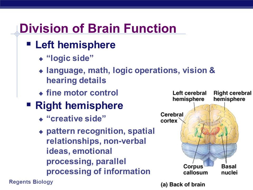 Regents Biology Higher brain  Cerebrum  hemispheres  left = right side of body  right = left side of body  Corpus callosum  major connection between 2 hemispheres