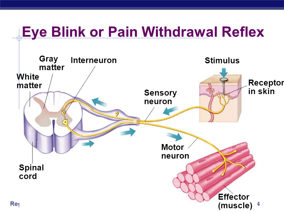 Regents Biology Simplest Nerve Circuit  Reflex, or automatic response  rapid response  automated  signal only goes to spinal cord  no higher level processing  advantage  essential actions  don’t need to think or make decisions about  blinking  balance  pupil dilation  startle