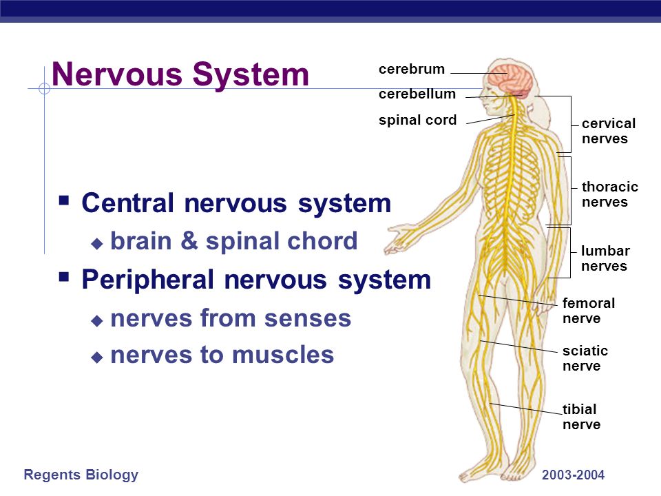 Regents Biology Why do animals need a nervous system.