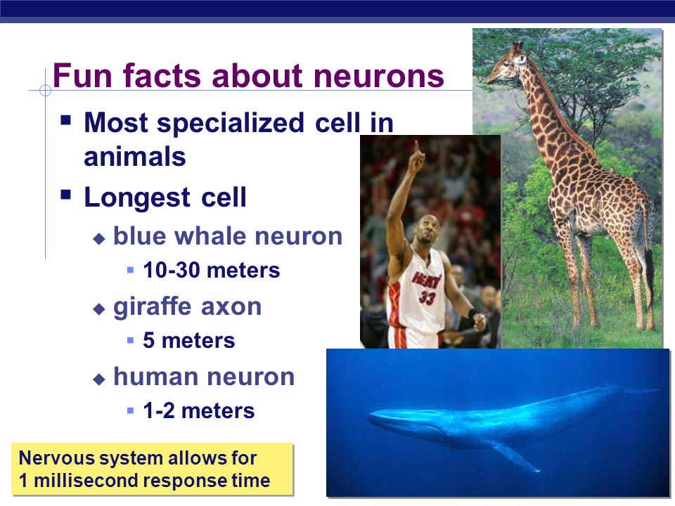 Regents Biology Nervous system cells dendrites cell body axon synapse  Neuron  a nerve cell signal direction signal direction