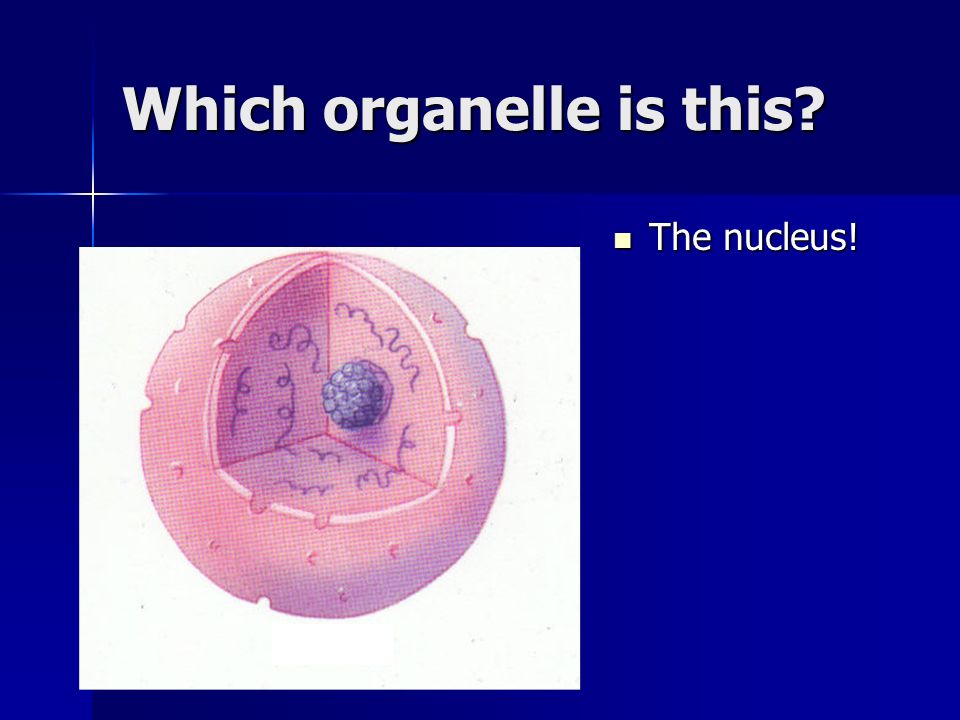 Which organelle is this The nucleus! The nucleus!