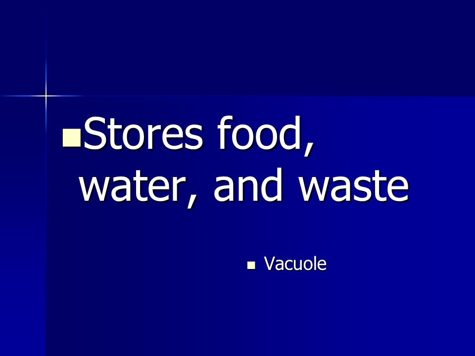Stores food, water, and waste Stores food, water, and waste Vacuole