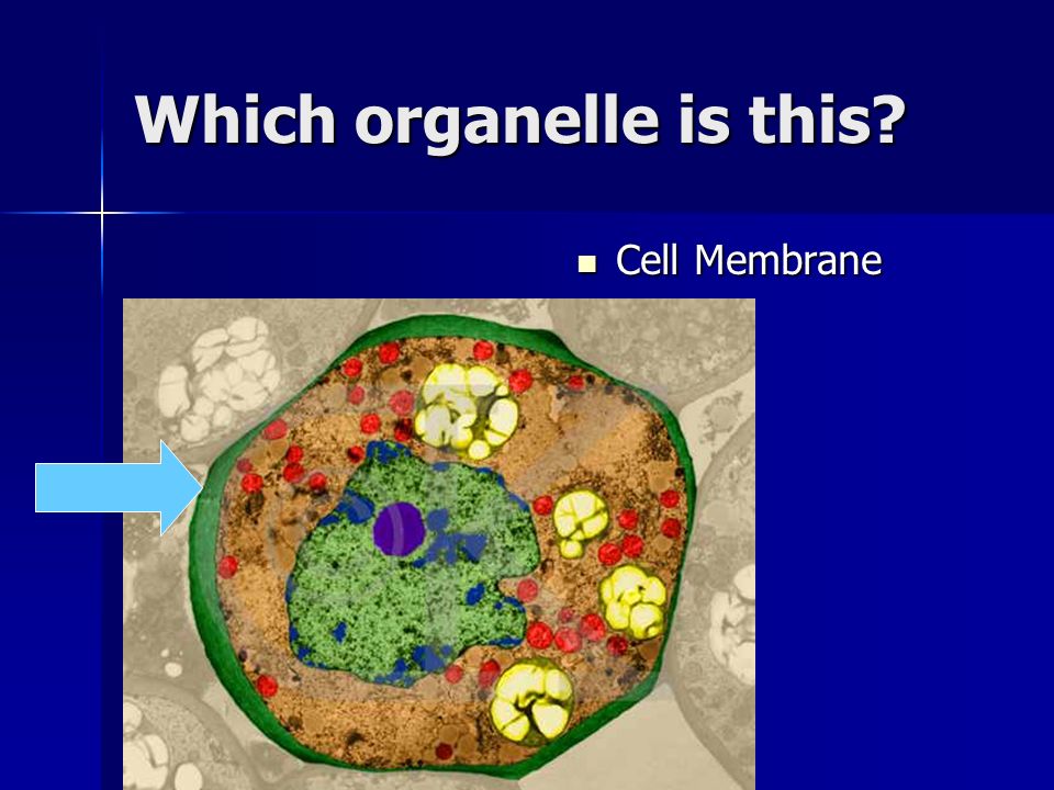 Which organelle is this Cell Membrane Cell Membrane