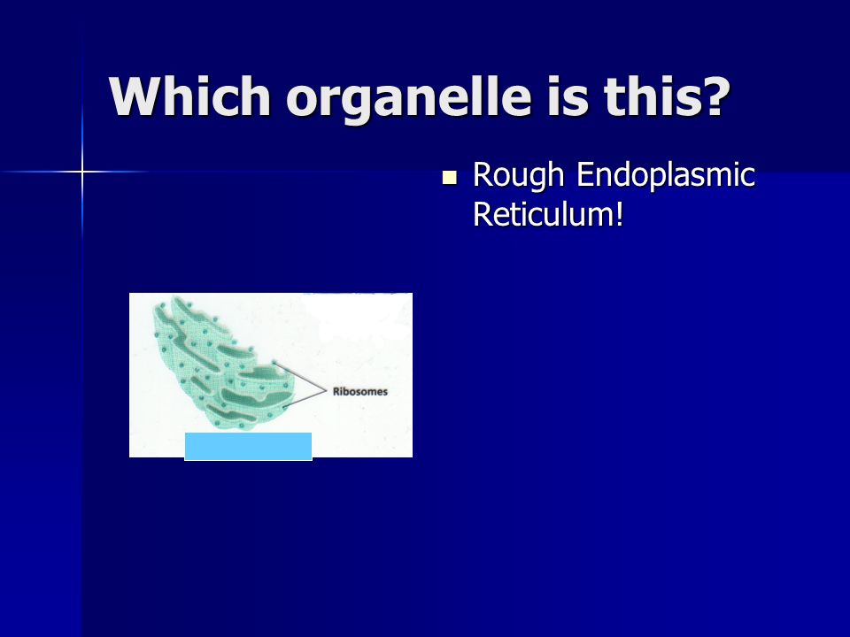 Which organelle is this Rough Endoplasmic Reticulum!