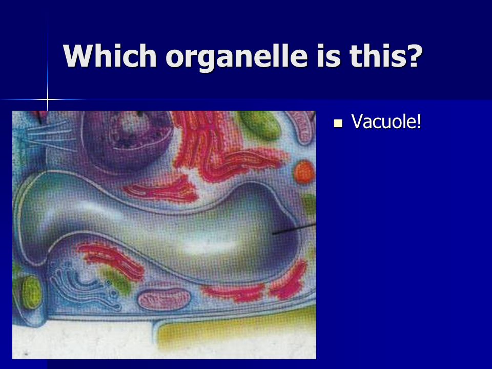 Which organelle is this Vacuole! Vacuole!