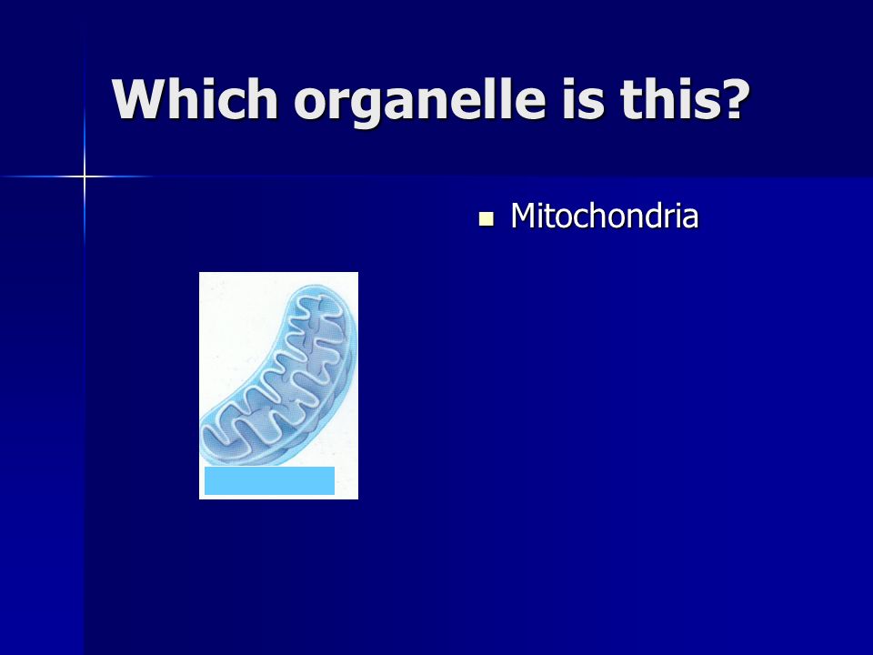 Which organelle is this Mitochondria Mitochondria