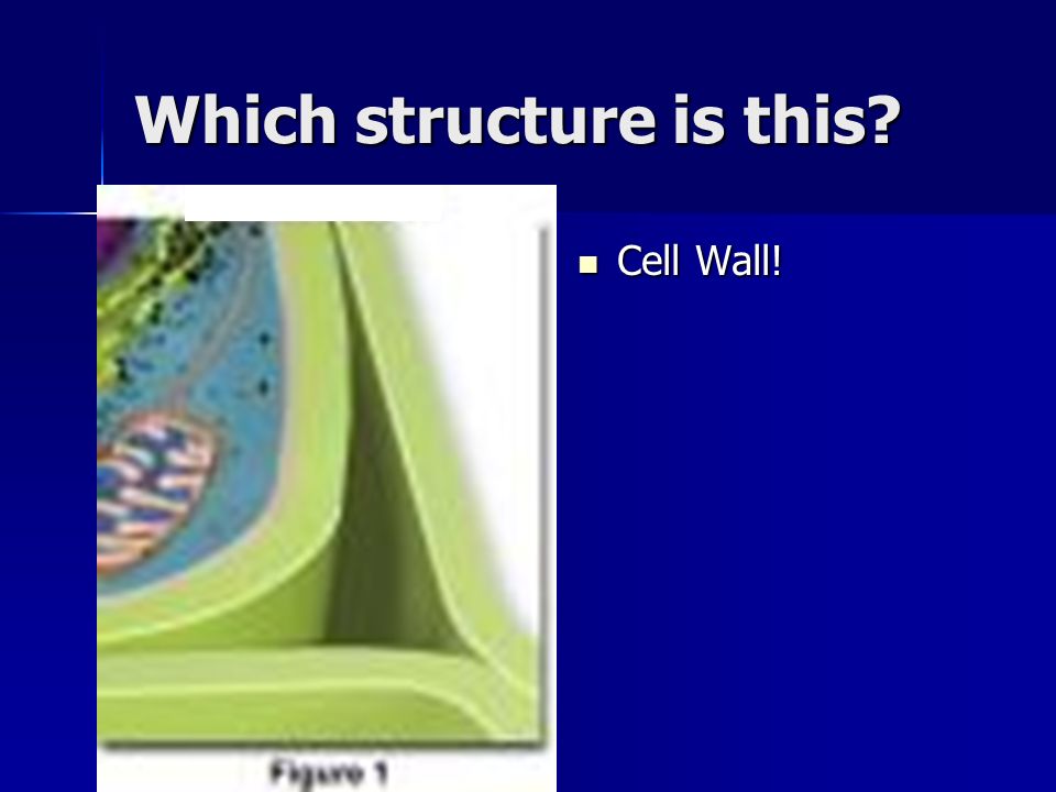 Which structure is this Cell Wall! Cell Wall!