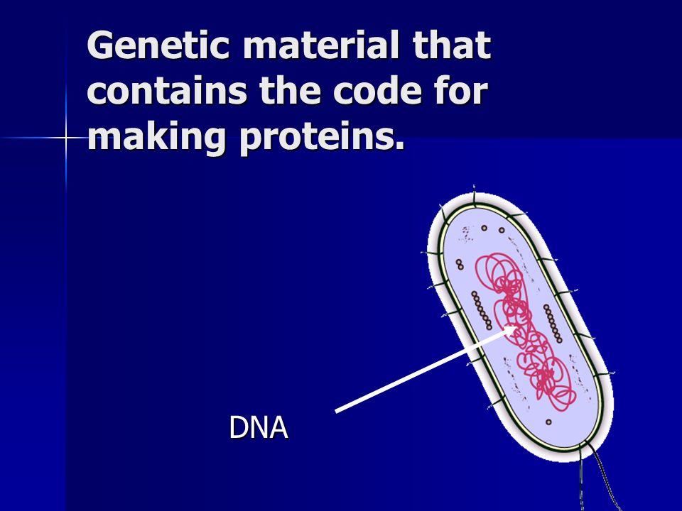 Genetic material that contains the code for making proteins. DNA