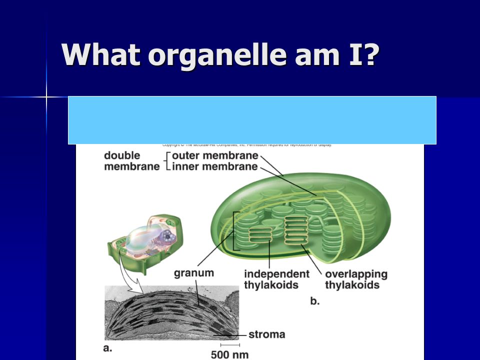 What organelle am I