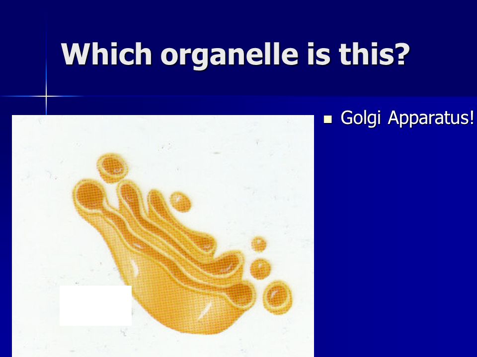 Which organelle is this Golgi Apparatus! Golgi Apparatus!