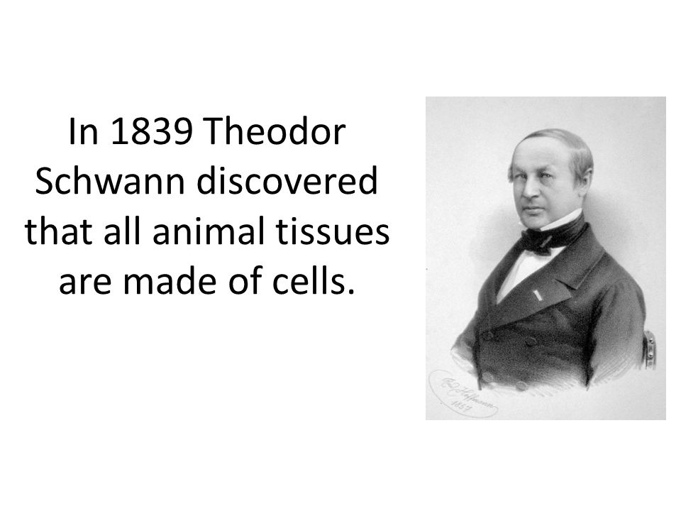 theodor schwann essay Intro to cells an introduction to cells, including the history of their discovery and the development of cell theory google classroom facebook twitter email. theodor schwann essay Intro to cells an introduction to cells, including the history of their discovery and the development of cell theory google classroom facebook twitter email.