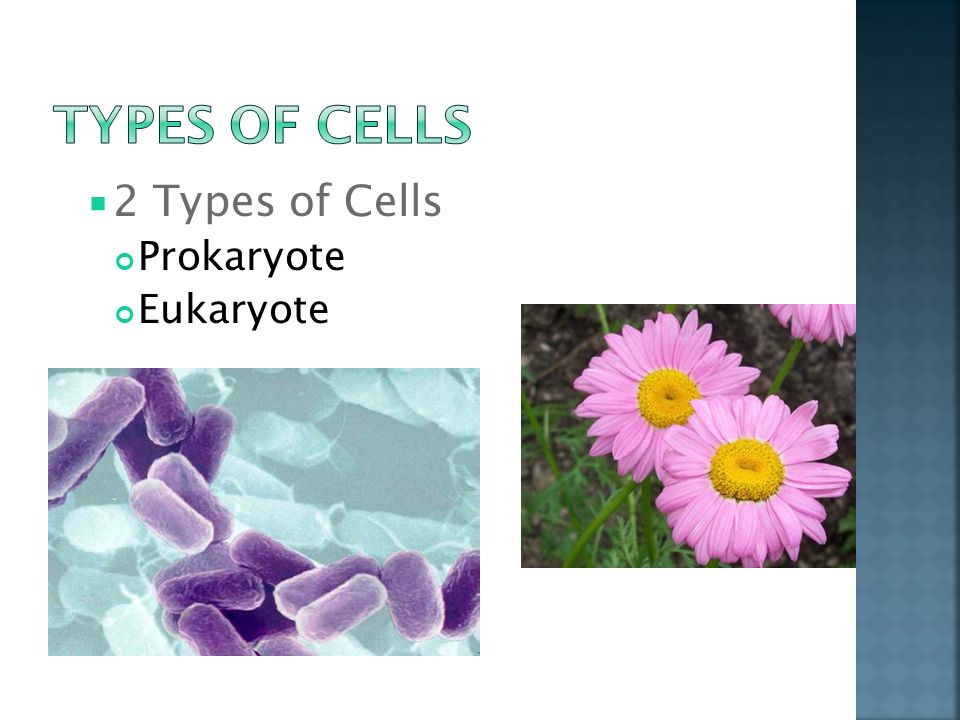  2 Types of Cells Prokaryote Eukaryote