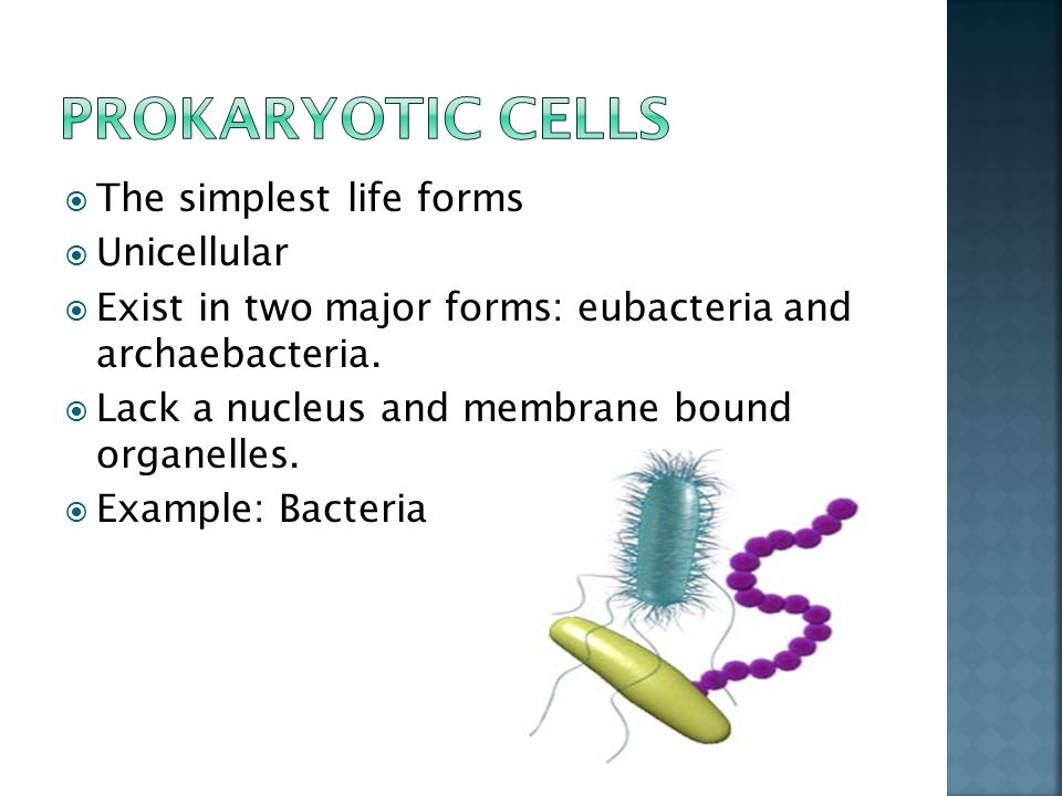  The simplest life forms  Unicellular  Exist in two major forms: eubacteria and archaebacteria.