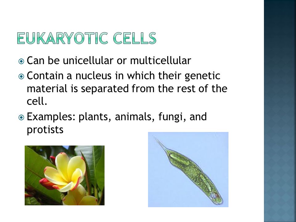  Can be unicellular or multicellular  Contain a nucleus in which their genetic material is separated from the rest of the cell.