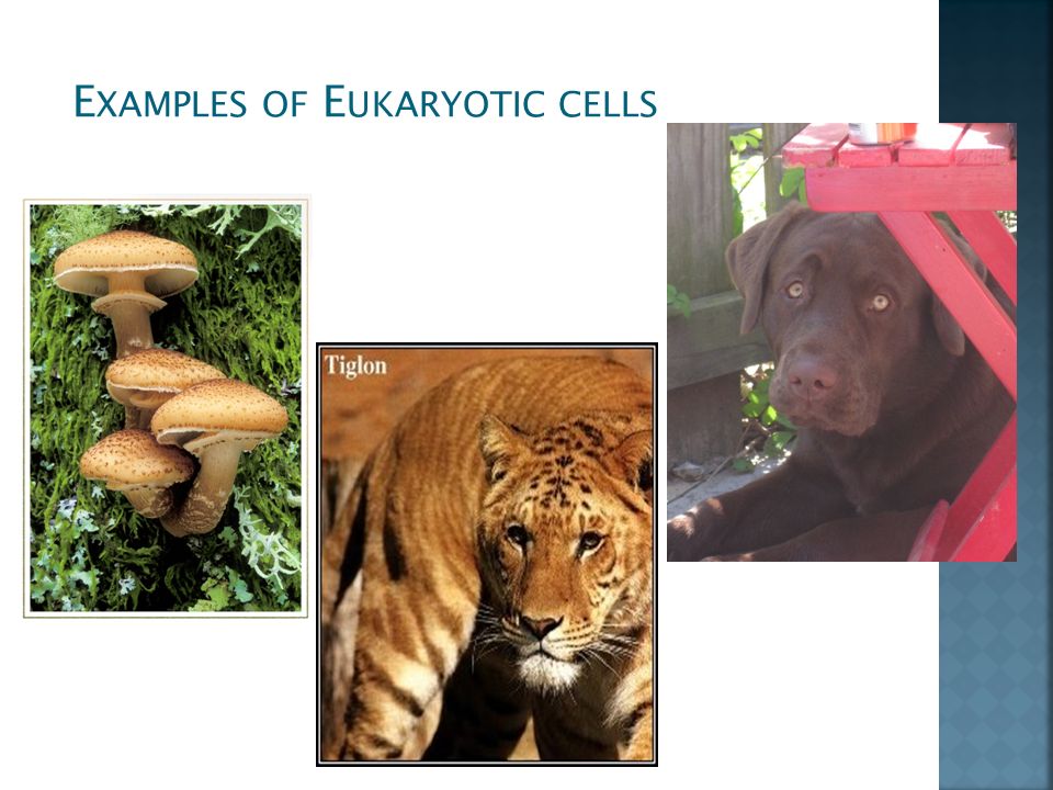 E XAMPLES OF E UKARYOTIC CELLS