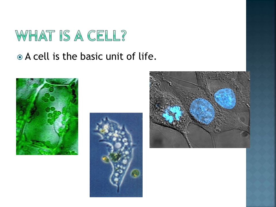  A cell is the basic unit of life.