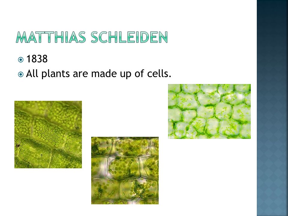  1838  All plants are made up of cells.