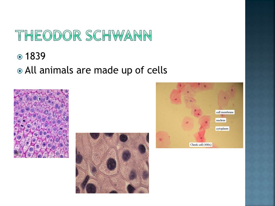  1839  All animals are made up of cells