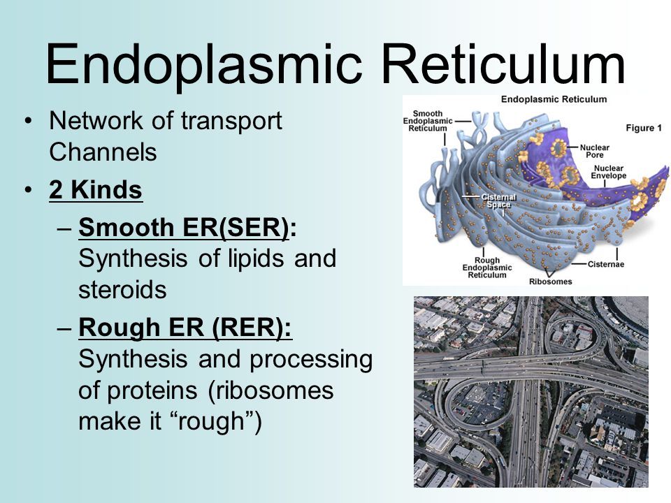 steroid synthesis in smooth endoplasmic reticulum bisc 002 sec 1 endoplasmic reticulum analogy