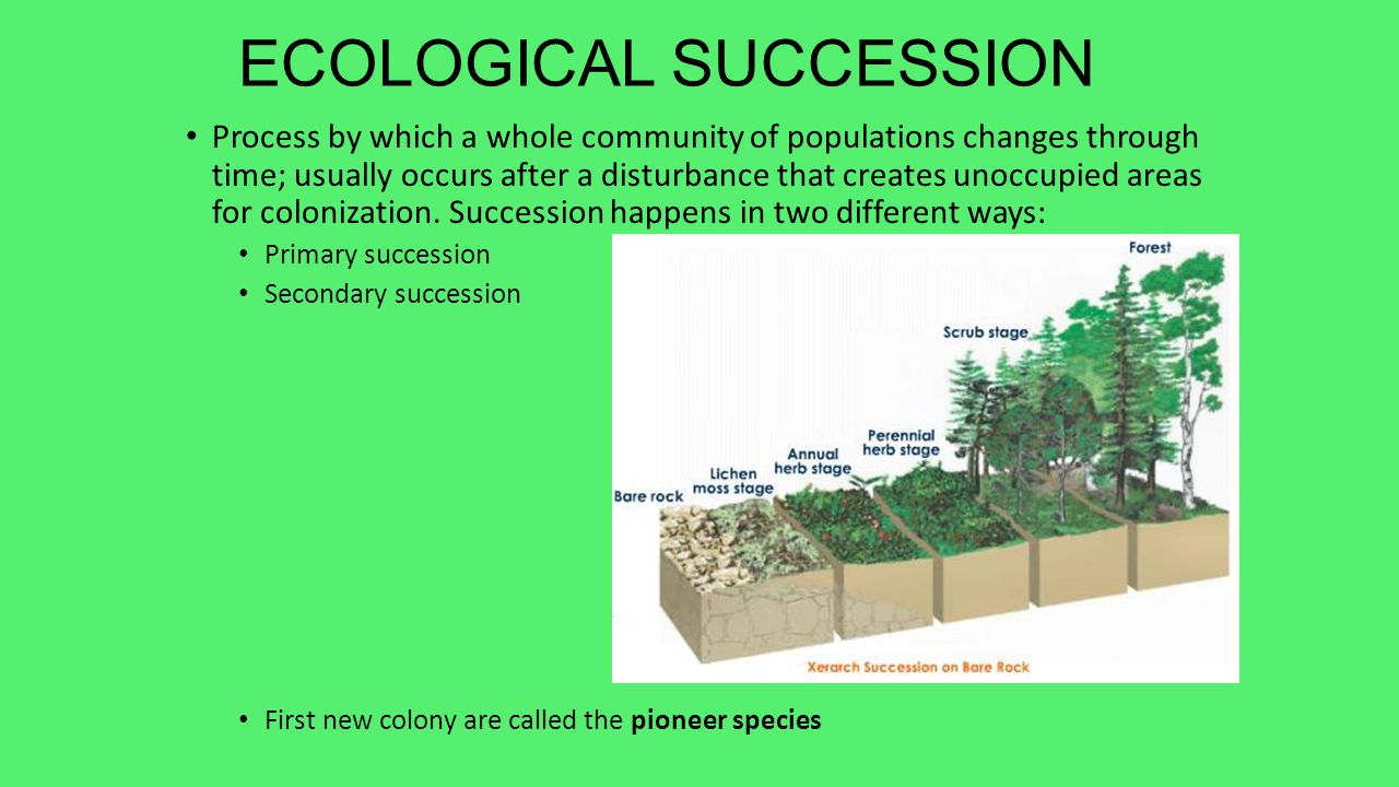 primary and secondary succession