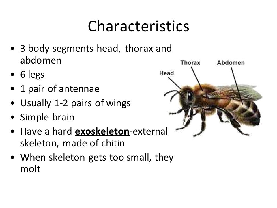 Characteristics 3 body segments-head, thorax and abdomen 6 legs 1 pair of antennae Usually 1-2 pairs of wings Simple brain Have a hard exoskeleton-external skeleton, made of chitin When skeleton gets too small, they molt