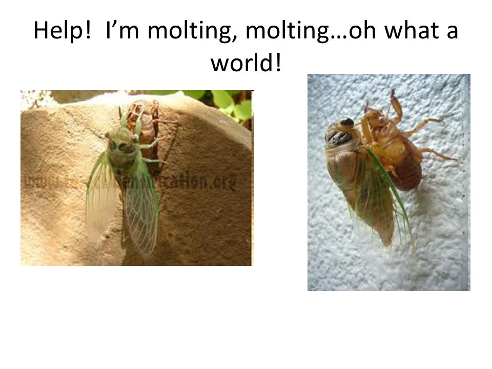 Help! I’m molting, molting…oh what a world!
