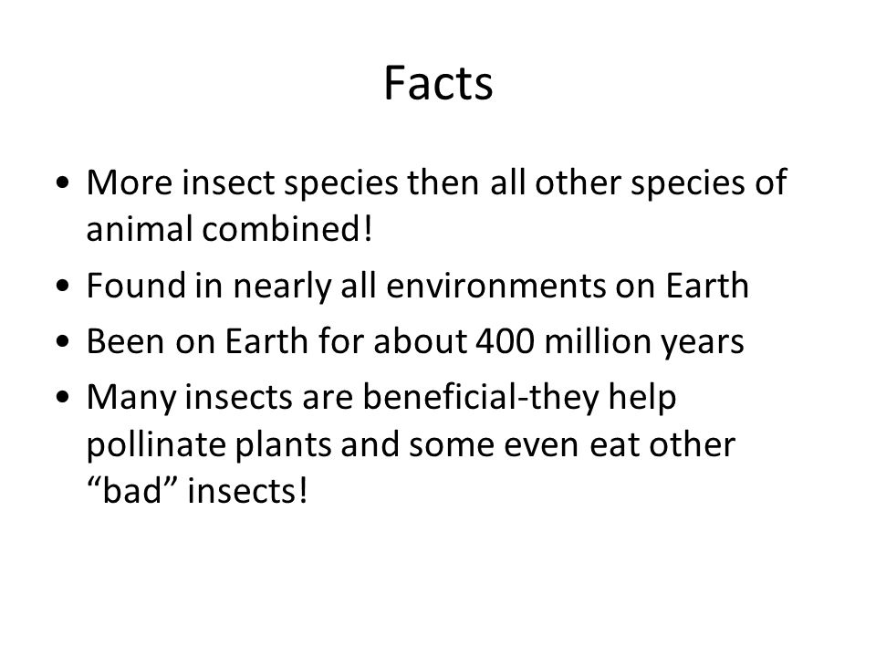 Facts More insect species then all other species of animal combined.