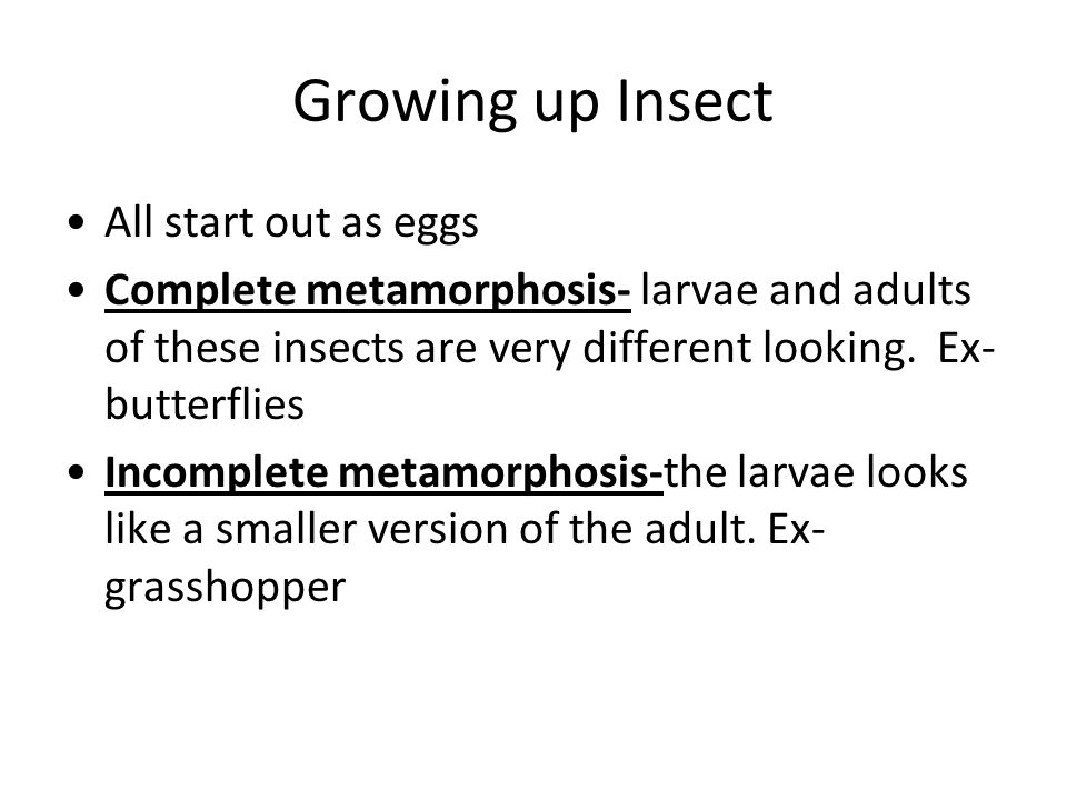 Growing up Insect All start out as eggs Complete metamorphosis- larvae and adults of these insects are very different looking.
