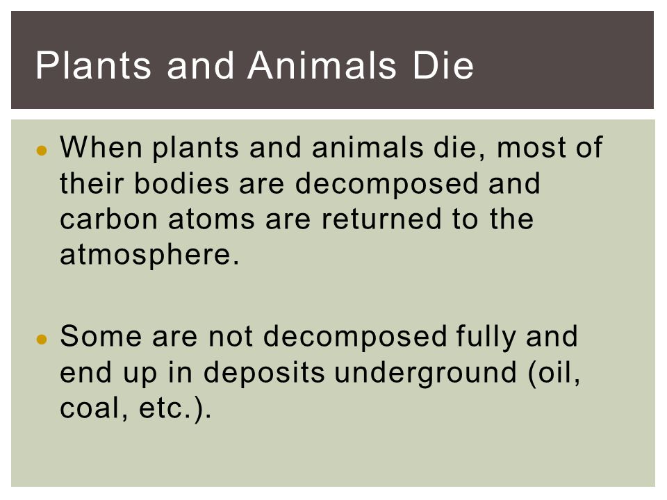 ● When plants and animals die, most of their bodies are decomposed and carbon atoms are returned to the atmosphere.