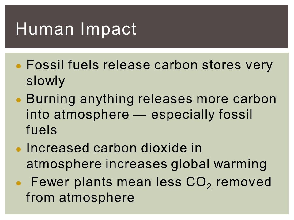 ● Fossil fuels release carbon stores very slowly ● Burning anything releases more carbon into atmosphere — especially fossil fuels ● Increased carbon dioxide in atmosphere increases global warming ● Fewer plants mean less CO 2 removed from atmosphere Human Impact
