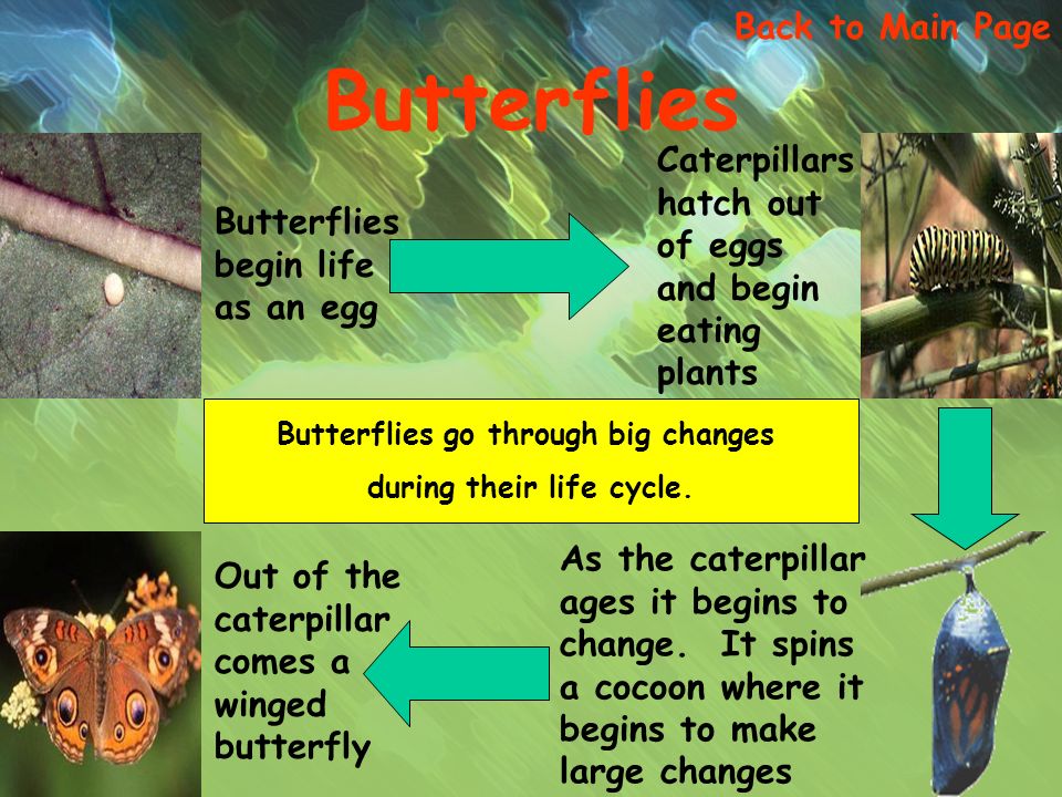 Butterflies begin life as an egg Back to Main Page Butterflies Caterpillars hatch out of eggs and begin eating plants Out of the caterpillar comes a winged butterfly As the caterpillar ages it begins to change.