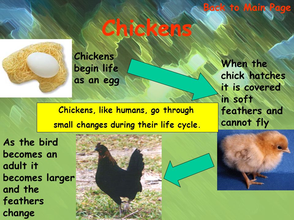 Chickens begin life as an egg Back to Main Page Chickens When the chick hatches it is covered in soft feathers and cannot fly As the bird becomes an adult it becomes larger and the feathers change Chickens, like humans, go through small changes during their life cycle.