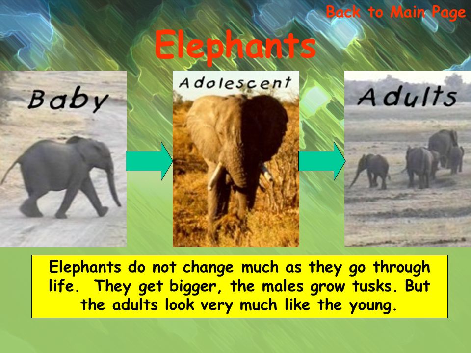 Elephants do not change much as they go through life.