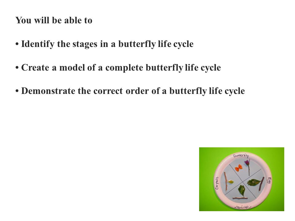 You will be able to Identify the stages in a butterfly life cycle Create a model of a complete butterfly life cycle Demonstrate the correct order of a butterfly life cycle