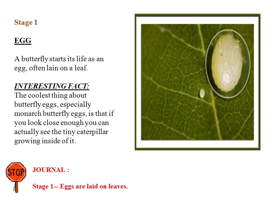 Stage 1 EGG A butterfly starts its life as an egg, often lain on a leaf.