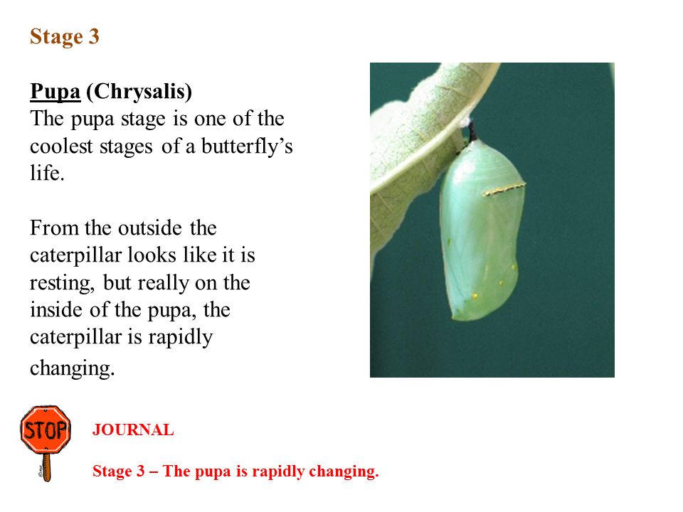 Stage 3 Pupa (Chrysalis) The pupa stage is one of the coolest stages of a butterfly’s life.