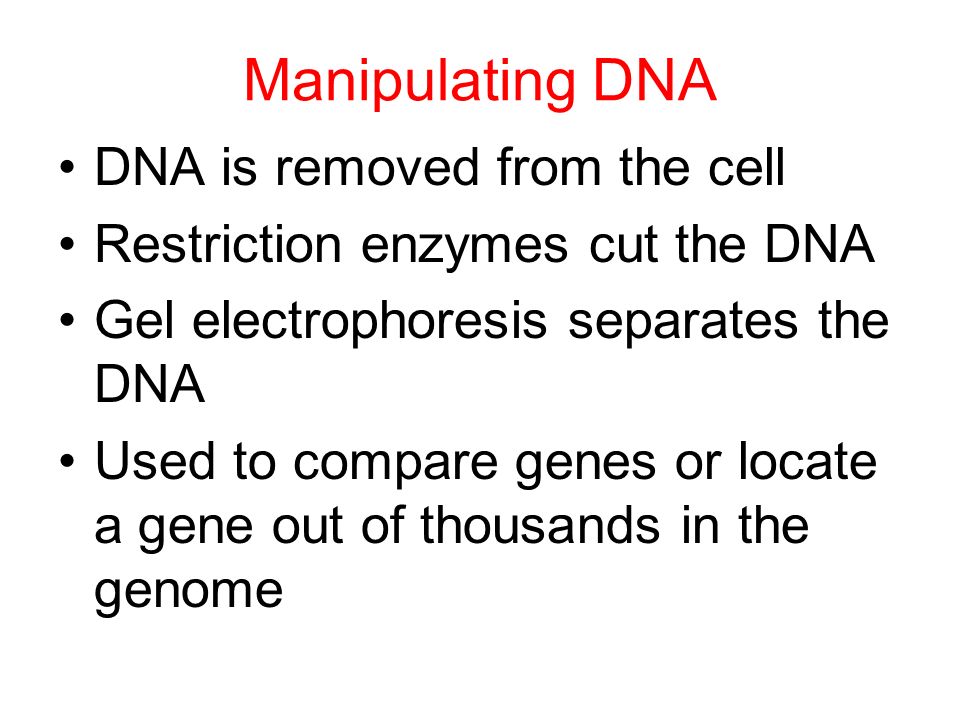 Manipulating DNA DNA is removed from the cell Restriction enzymes cut the DNA Gel electrophoresis separates the DNA Used to compare genes or locate a gene out of thousands in the genome