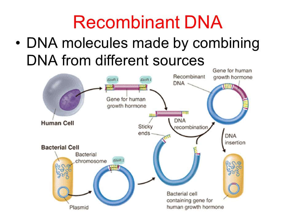 Recombinant DNA DNA molecules made by combining DNA from different sources