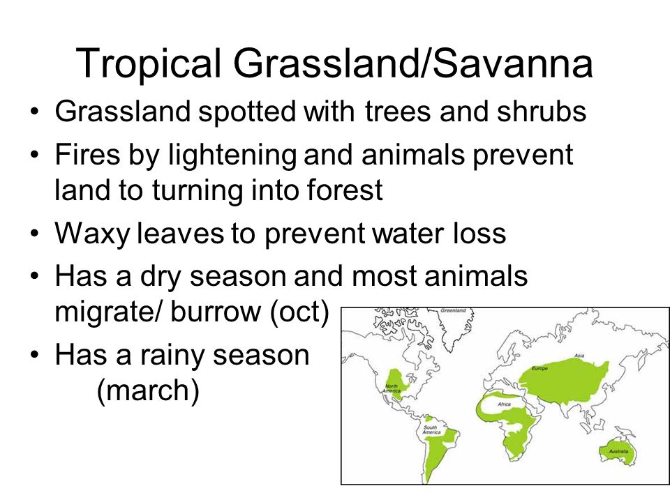 Tropical Grassland/Savanna Grassland spotted with trees and shrubs Fires by lightening and animals prevent land to turning into forest Waxy leaves to prevent water loss Has a dry season and most animals migrate/ burrow (oct) Has a rainy season (march)