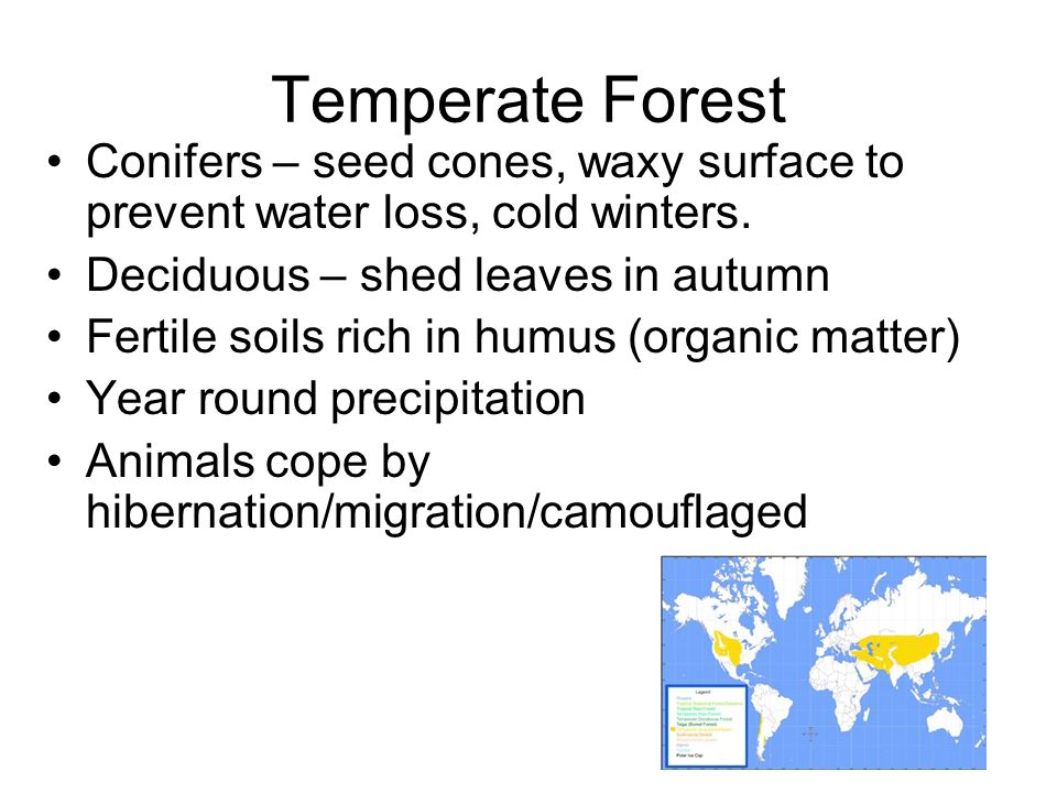 Temperate Forest Conifers – seed cones, waxy surface to prevent water loss, cold winters.