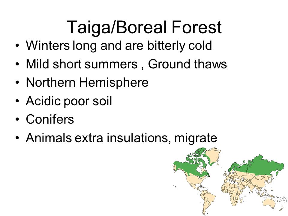 Taiga/Boreal Forest Winters long and are bitterly cold Mild short summers, Ground thaws Northern Hemisphere Acidic poor soil Conifers Animals extra insulations, migrate