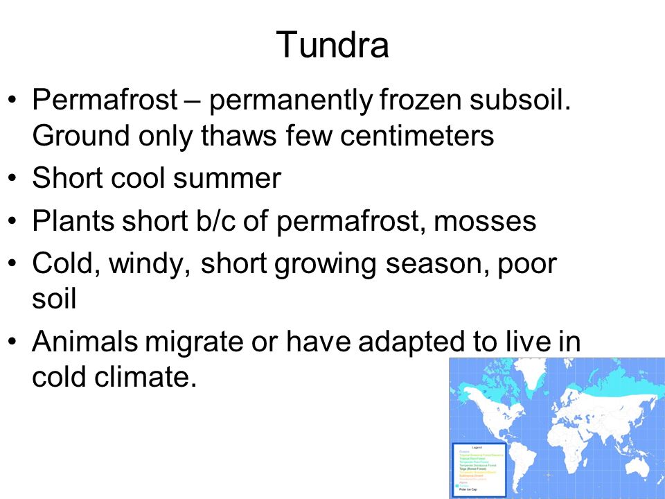 Tundra Permafrost – permanently frozen subsoil.