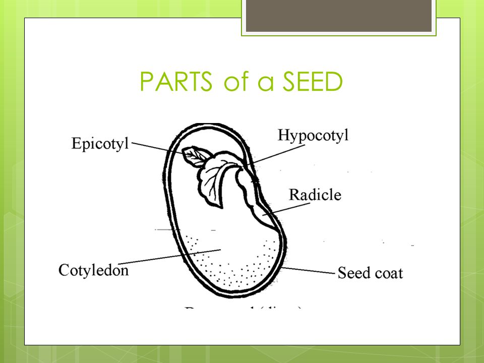PARTS of a SEED