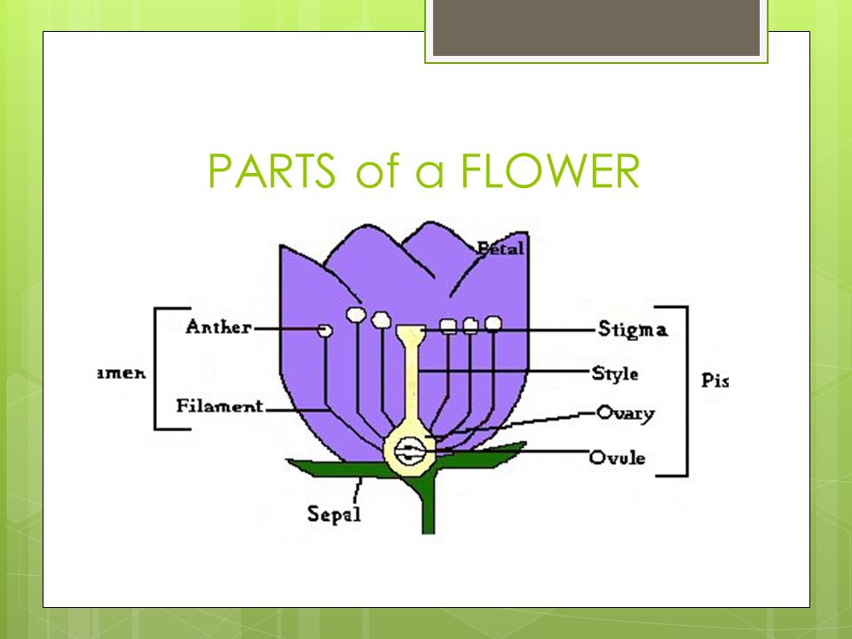 PARTS of a FLOWER